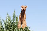 AIREDALE TERRIER 027